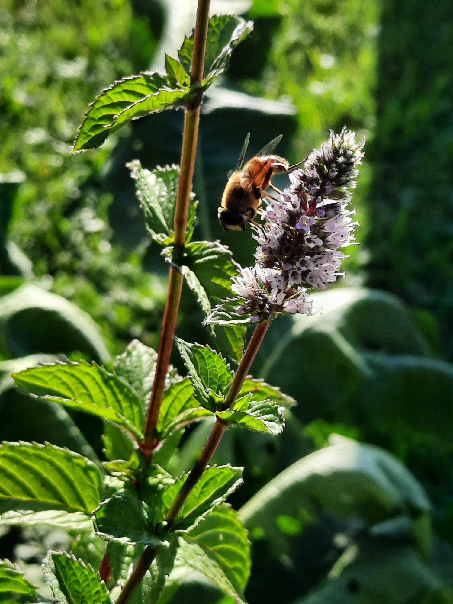 Magischer Kräutergarten